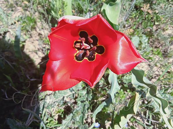 Woolly Red Tulip
